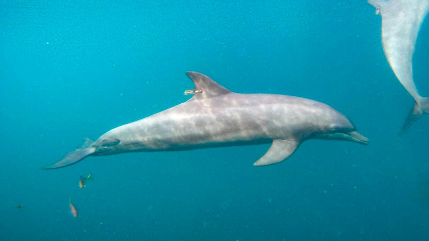 A bottlenose dolphin swims through blue water.
