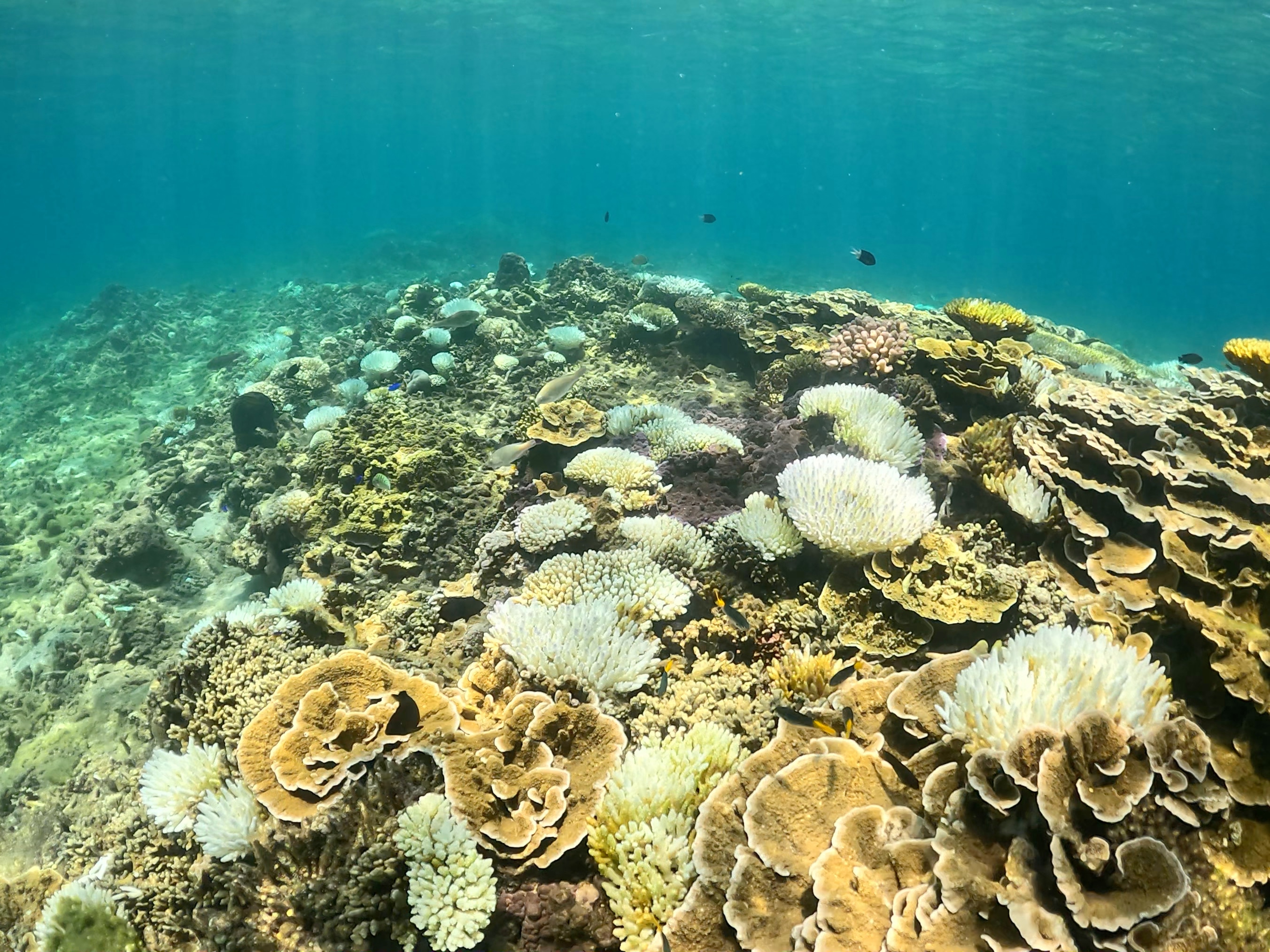 Coral Bleaching Erosion And Mass Fish Deaths In Far North Queensland   1ed533ac40dab6315b260e9769a9f159