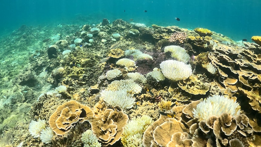 Multiple bright white corals on a shallow reef, turquoise waters.