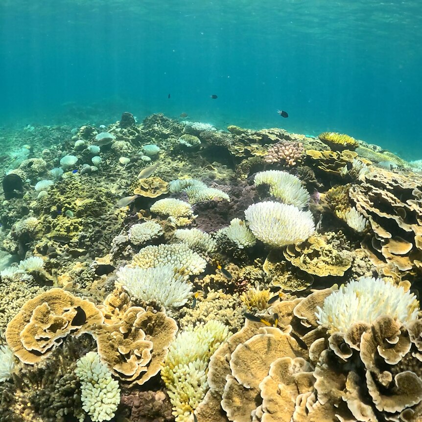 multiple bright white corals on a shallow reef
