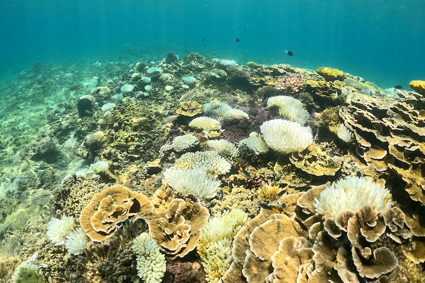 Multiple bright white corals on a shallow reef, turquoise waters.