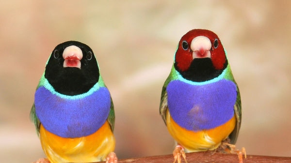 Gouldian finches