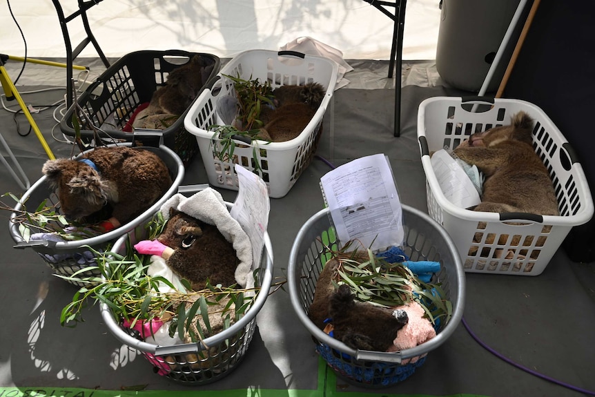 Sedated koalas sleep in baskets