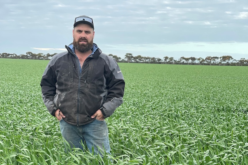 Man stands in knee height wheat crop