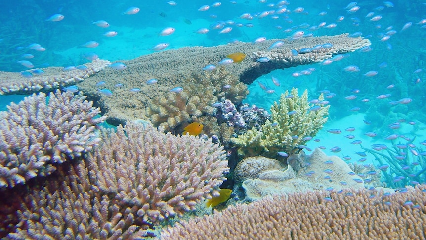 A reef alive with flora and fauna.