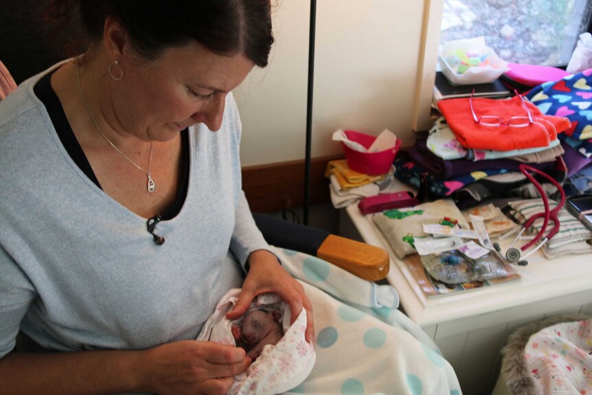 A woman holds a baby wombat in a fabric pouch on her lap.
