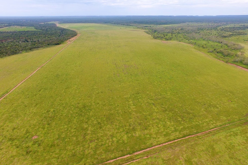 an aerial photo of a large area of cleared land, planed with grass.