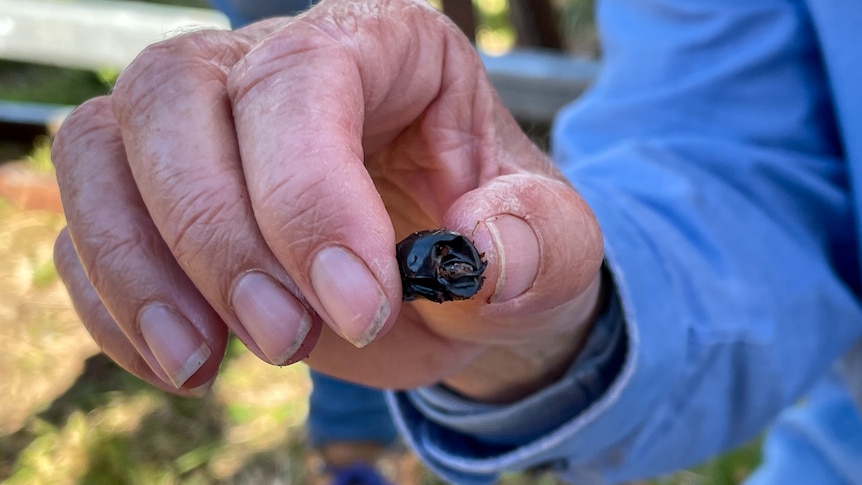 A closeup of a thumb and forefinger holding a shiny, black Babus bison dung beetle that has tiny horns.