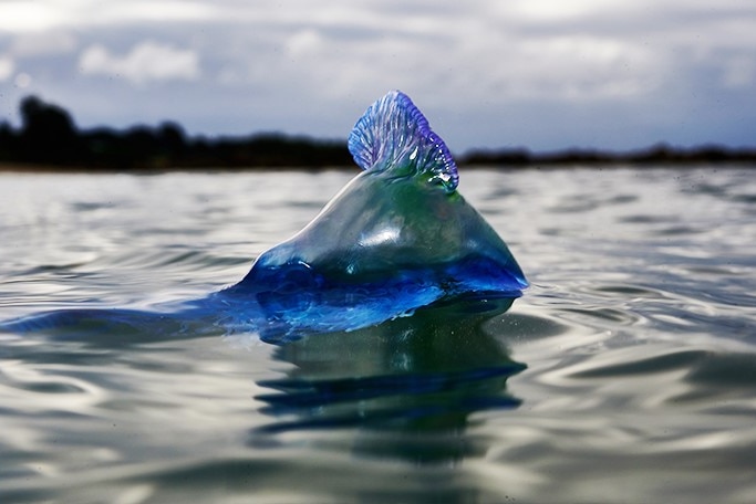 Sailing Bluebottle