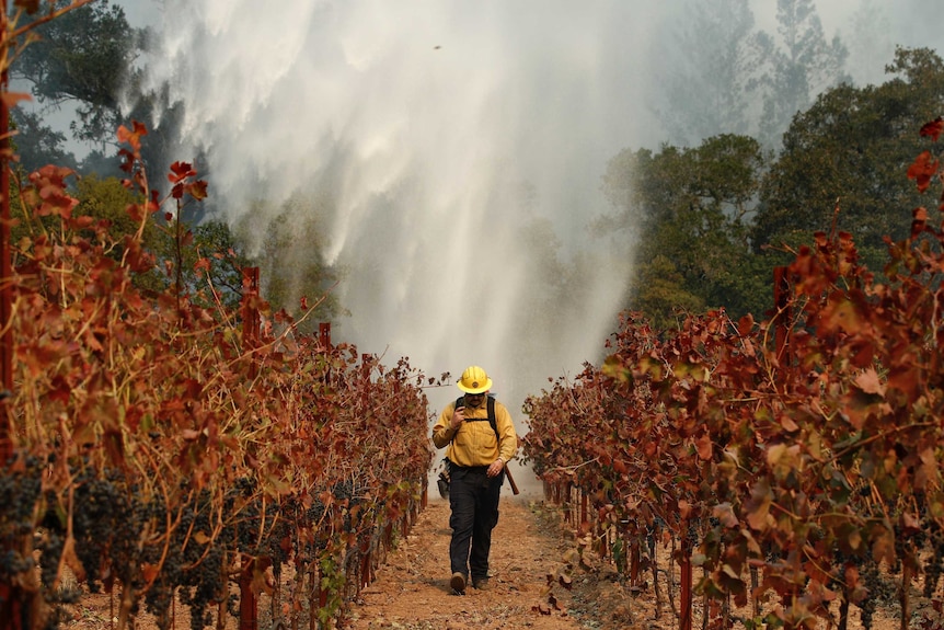 A firefighter walks between grape vines as a helicopter drops water on burning wildfires behind him in Santa Rosa California.