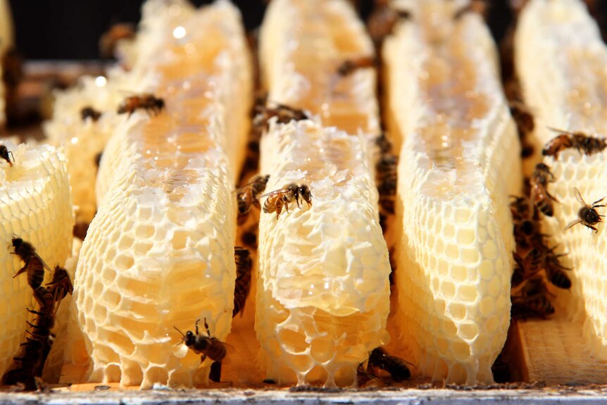 Bees crawl over burr comb they made in a beehive.