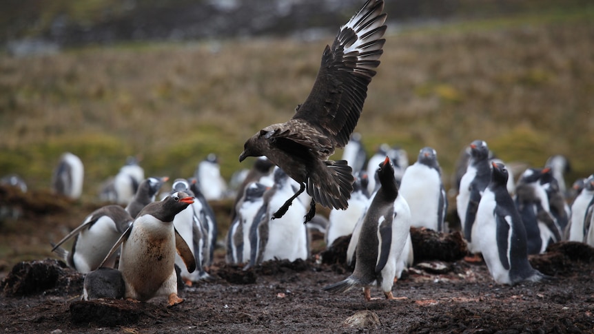 A brown bird is airborne just off the ground facing off with a small penguin in a larger colony
