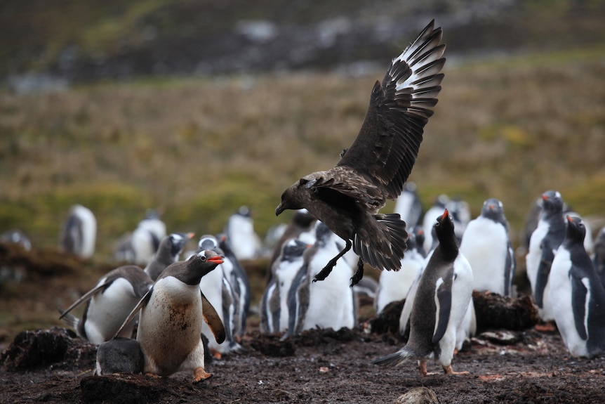 A small penguin protects its baby in the middle of a colony from a brown bird which is mid-air with its wings above its head