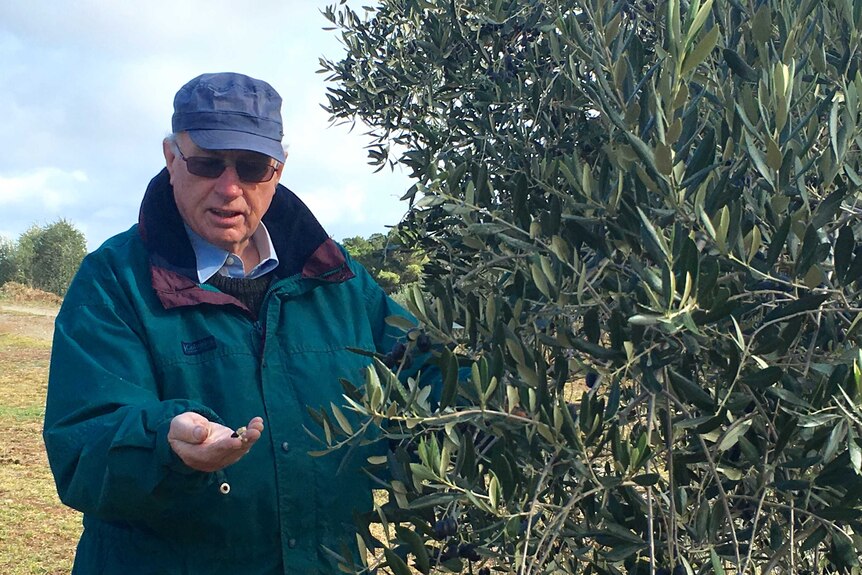 Hall olive grower Peter O'clery inspects a tree.