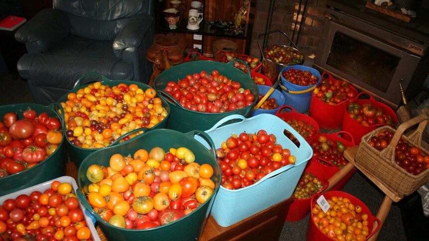 Buckets of tomatoes sorted by Harvest Helpers.