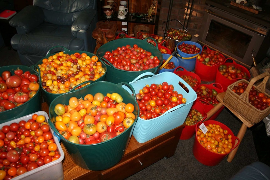 Buckets of tomatoes sorted by Harvest Helpers.