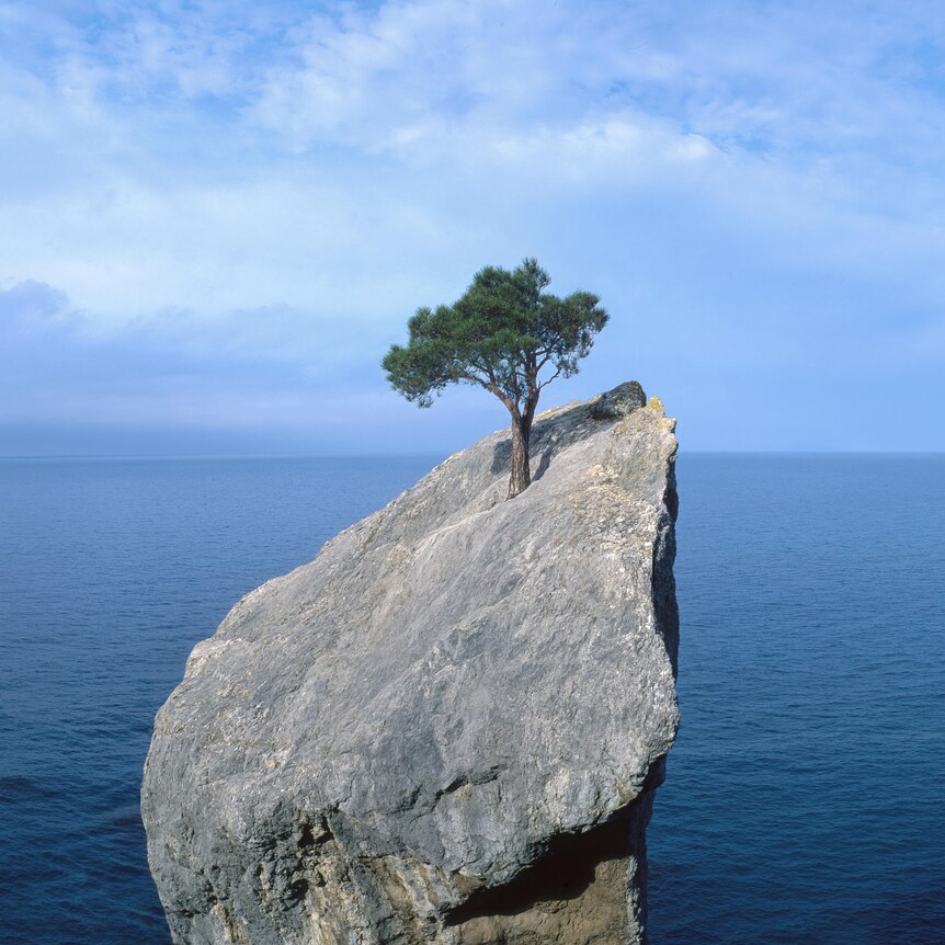a lone tree on a rock in the ocean