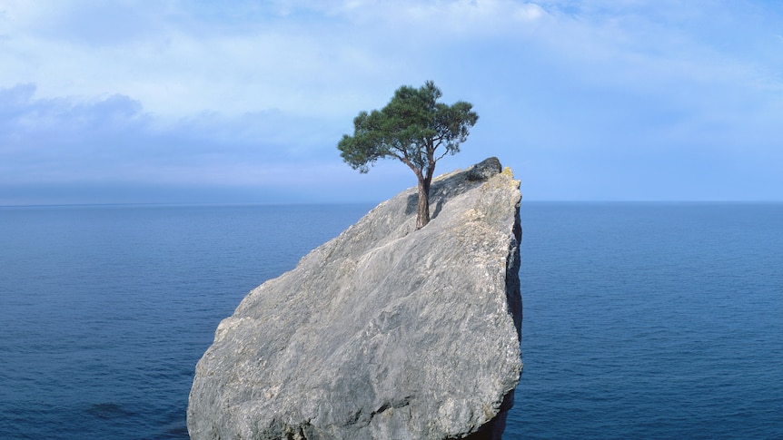 a lone tree on a rock in the ocean