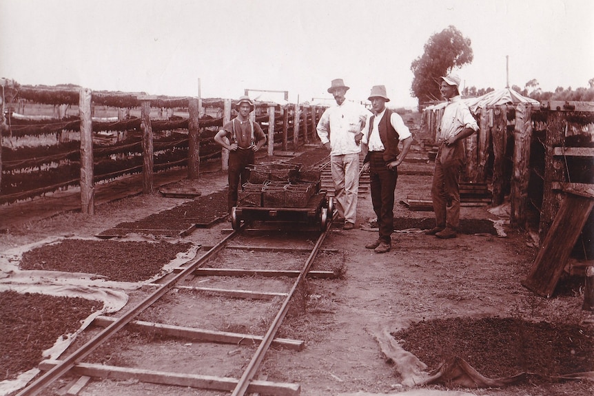 Men standing on a farm with racks of dried fruit.
