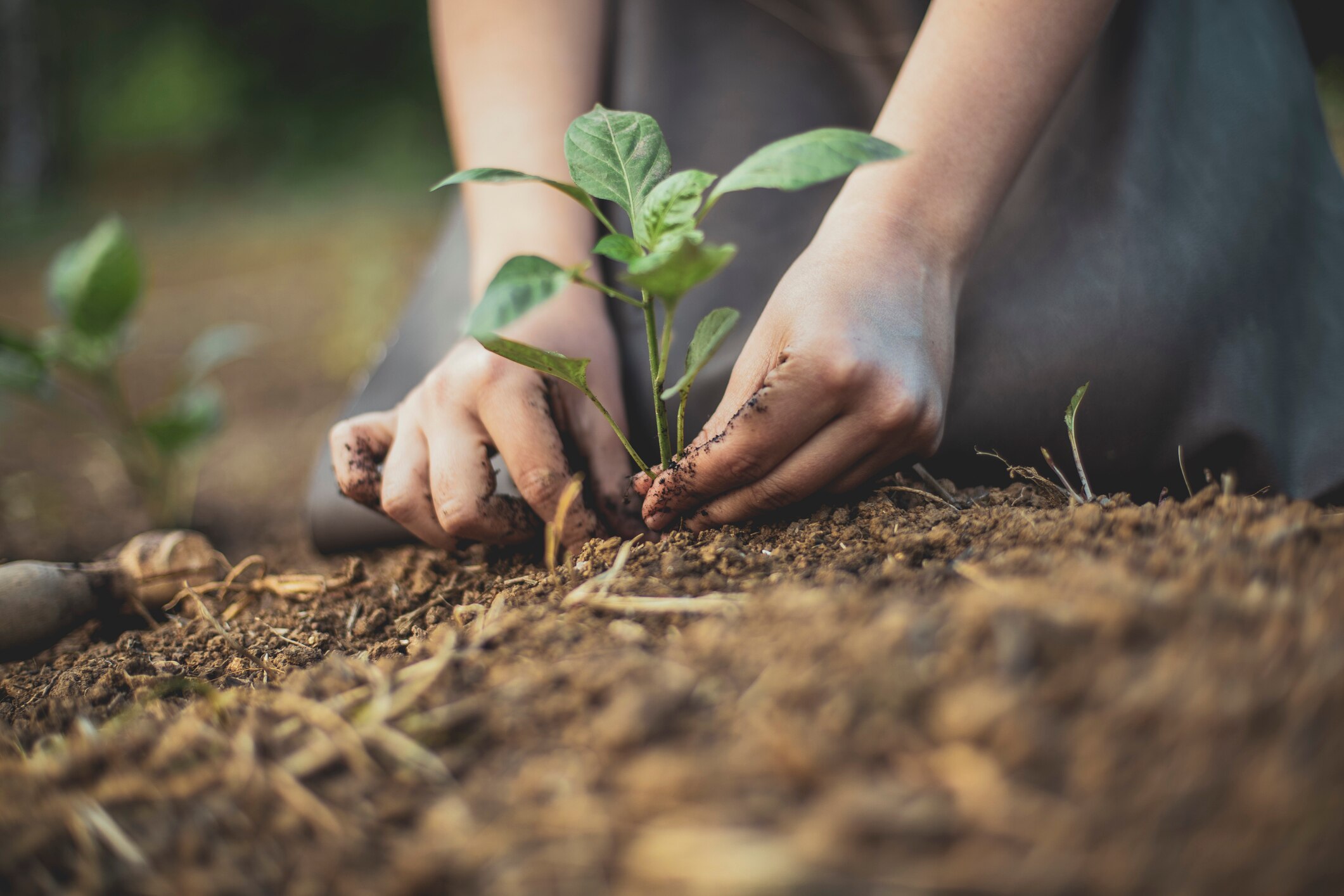 The science and spirituality of soil