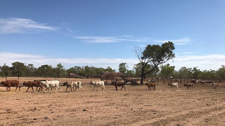 Cattle walk in a line through a drought impacted paddock.
