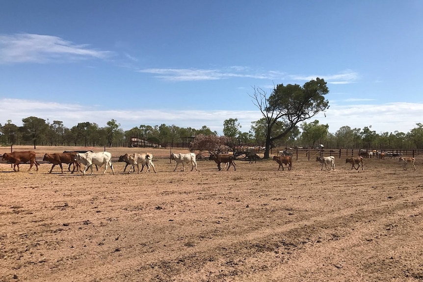 Cattle walk in a line through a drought impacted paddock.