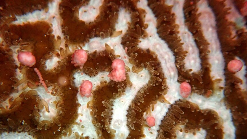 Brain coral spawning on the Great Barrier Reef.