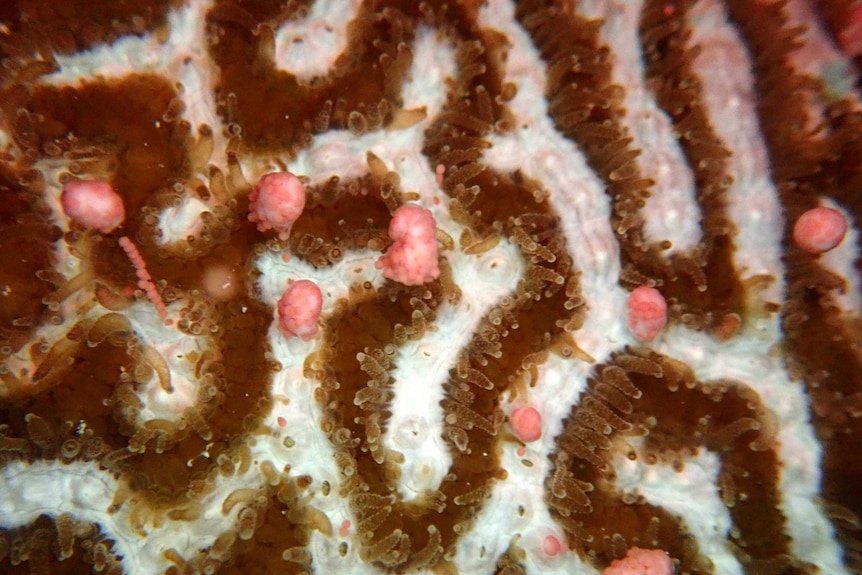 Brain coral spawning on the Great Barrier Reef.