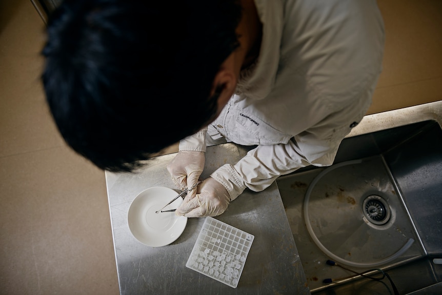 An overhead shot of Dr Fukuda taking a sample in a research lab.