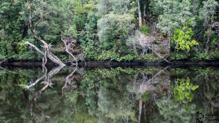 Reflections of trees in a river in the Tarkine