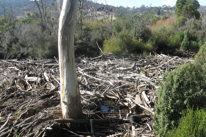 There are more calls to fix the 20-year log jam on Tasmania's Nile  River