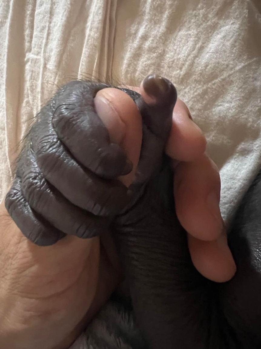 A human hand holding a baby gorilla's hand.