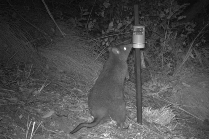 Black and white photo taken by a motion-sensor camera of a long-footed potoroo sniffing a bait station.