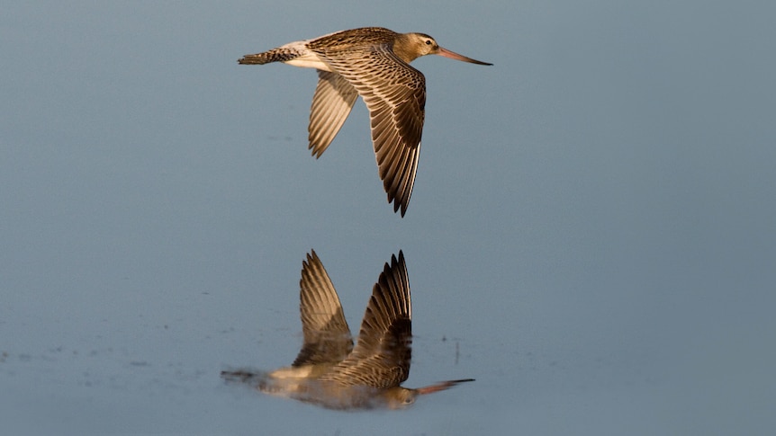 A bird and its reflection fly across a body of water. 