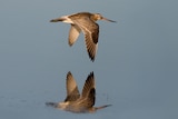 A bird and its reflection fly across a body of water. 