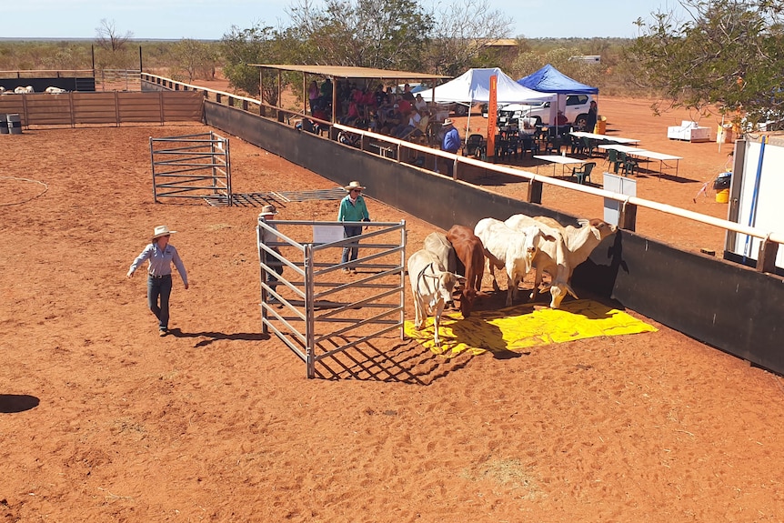 An obstacle course set up on red dirt in cattle yards