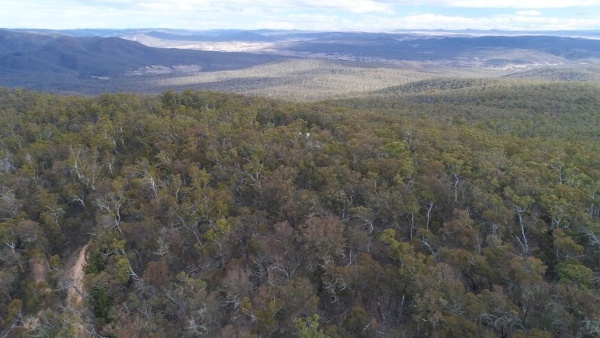 A photo from a drone over bush near Numeralla, NSW