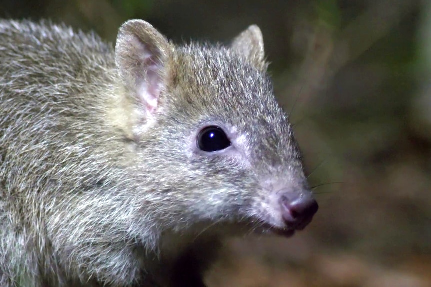 A close-up of a Northern Bettong, showing its soft grey fur, black nose and whiskers