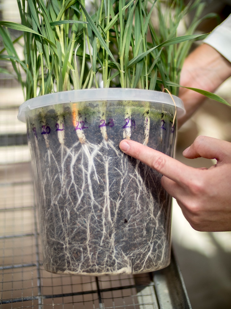 Man points to visible root systems in clear pot with numbered cereal plants planted inside