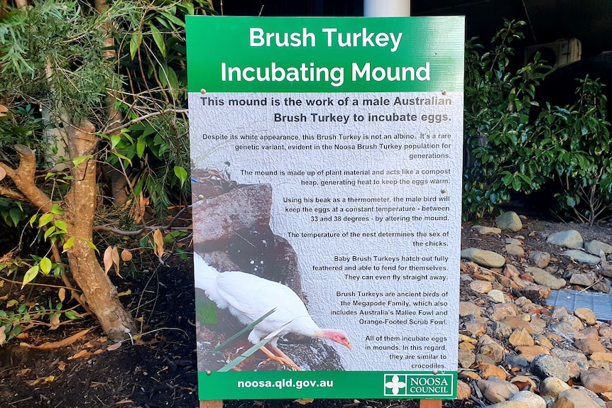A green and white information sign about brush turkeys planted under a tree.