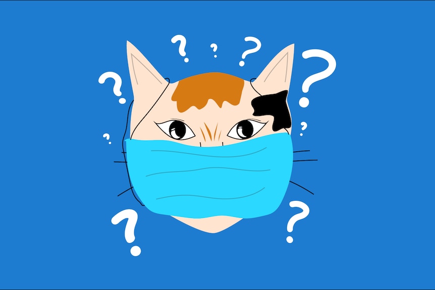 An illustration of a cat in a face mask surrounded with question marks