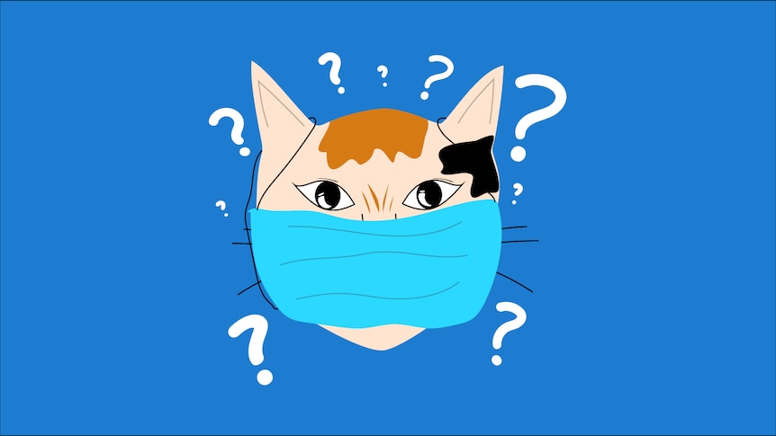 An illustration of a cat in a face mask surrounded with question marks