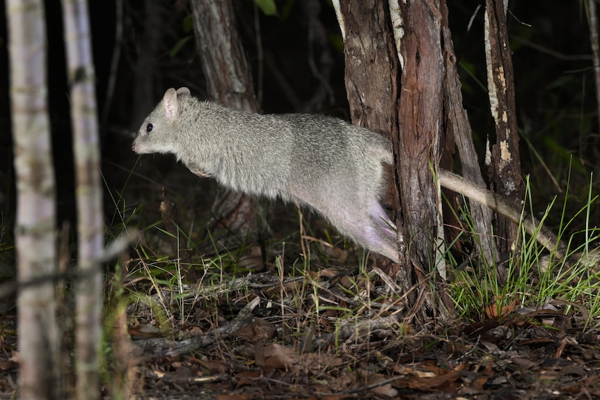 A small rat-like animal leaps between trees and grass at night time.