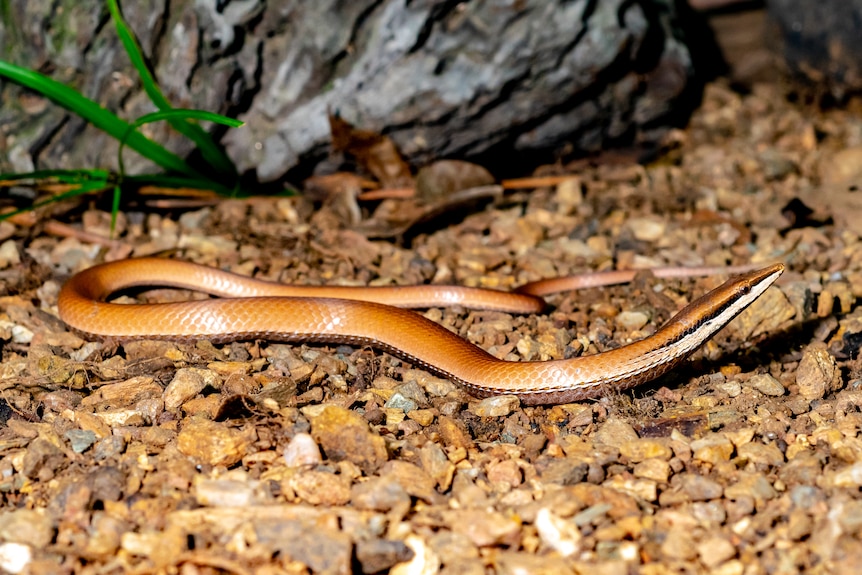 A tan legless lizard on gravel raises its head