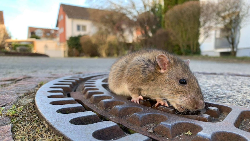A large rat stuck halfway out of a manhole cover with its nose close to the ground