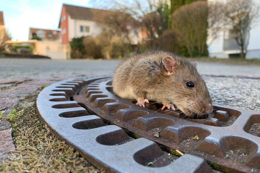 A large rat stuck halfway out of a manhole cover with its nose close to the ground