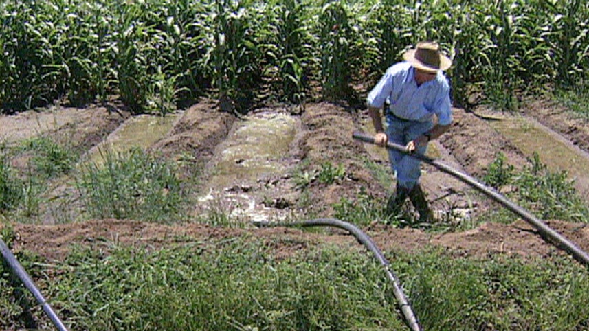 A farmer irrigating crops (file photo)