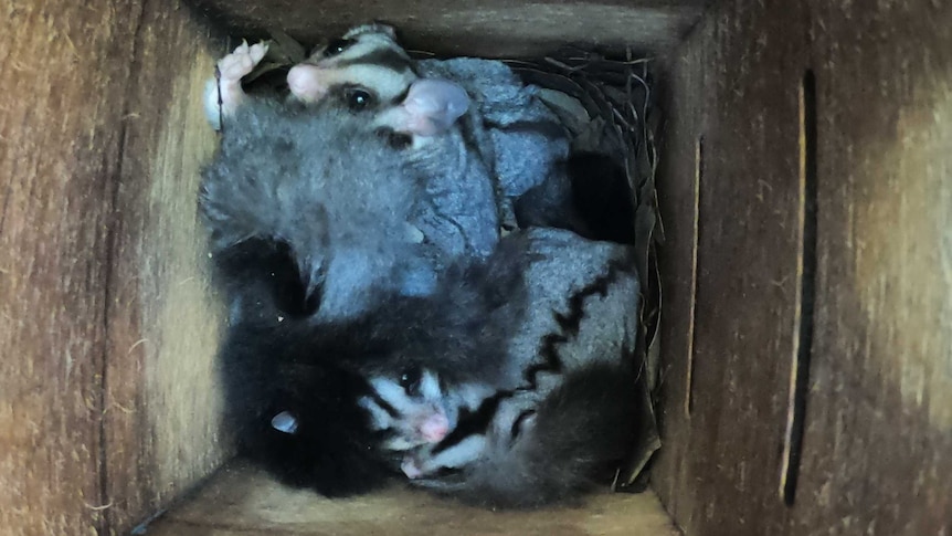 A number of squirrel gliders in a nest box.