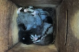 A number of squirrel gliders in a nest box.