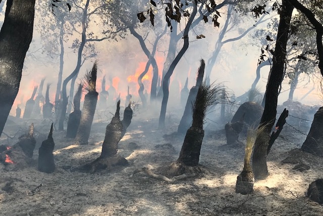 Burnt shrubs and trees with smoke and flames in the background.